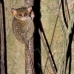 monkey_tarsier_eastern_tangkoko_v_0120_sul1295.jpg